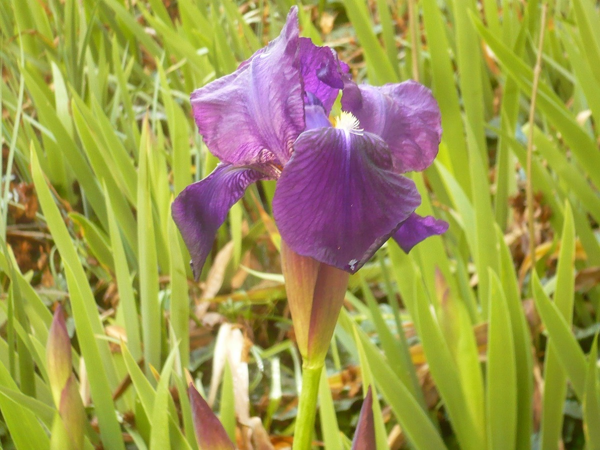 Iris germanica (Iridaceae)